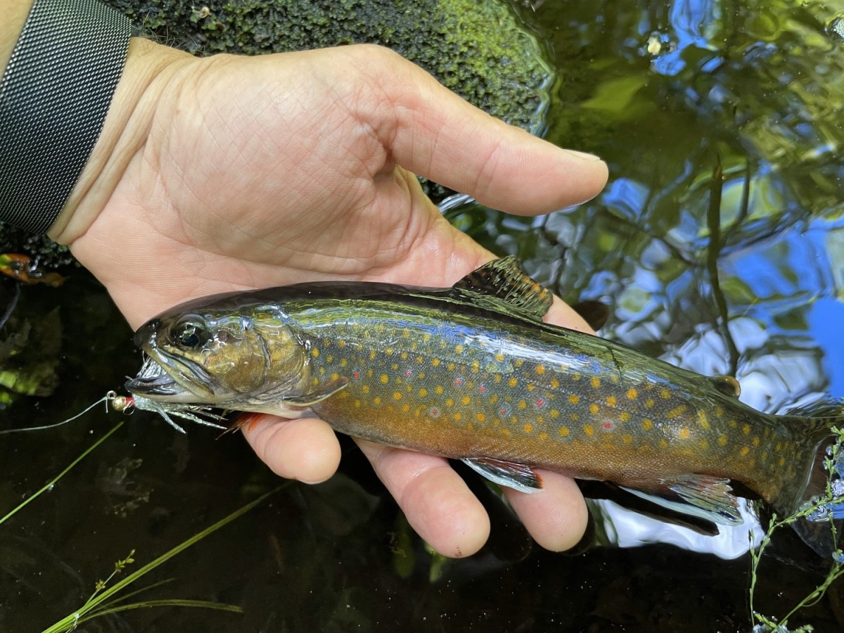Man's hand holding a fish. The fish has a hook in it's mouth.