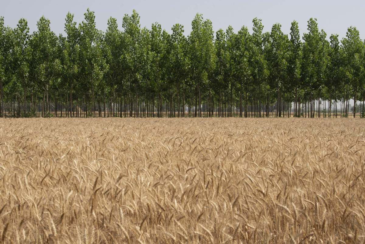 leafy trees growing near a golden wheatfield ready for harvest