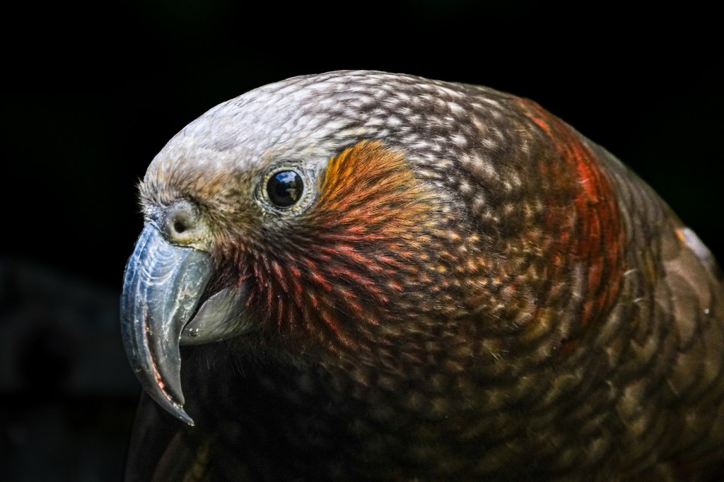 A close up of a large parrot, with a long, curved beak, dark eye, and russet cheek patch.