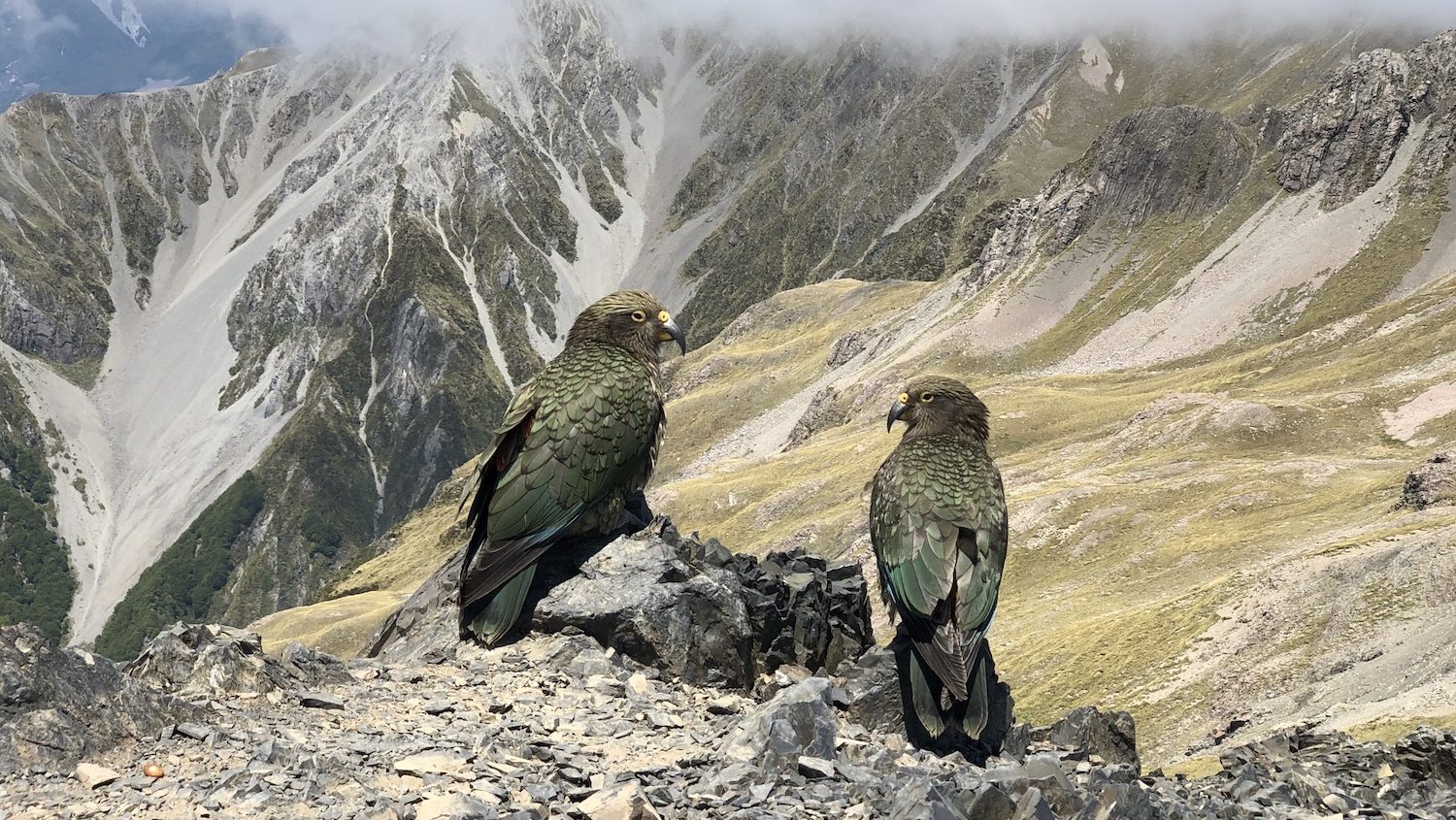 Two olive-colored parrots perched on a rock. There is rugged mountain terrain in the background.