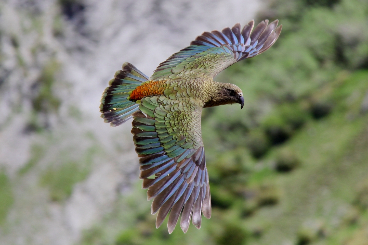 View of a parrot in flight against rugged terrain. The parrot has blue and green plumage with a red rump.