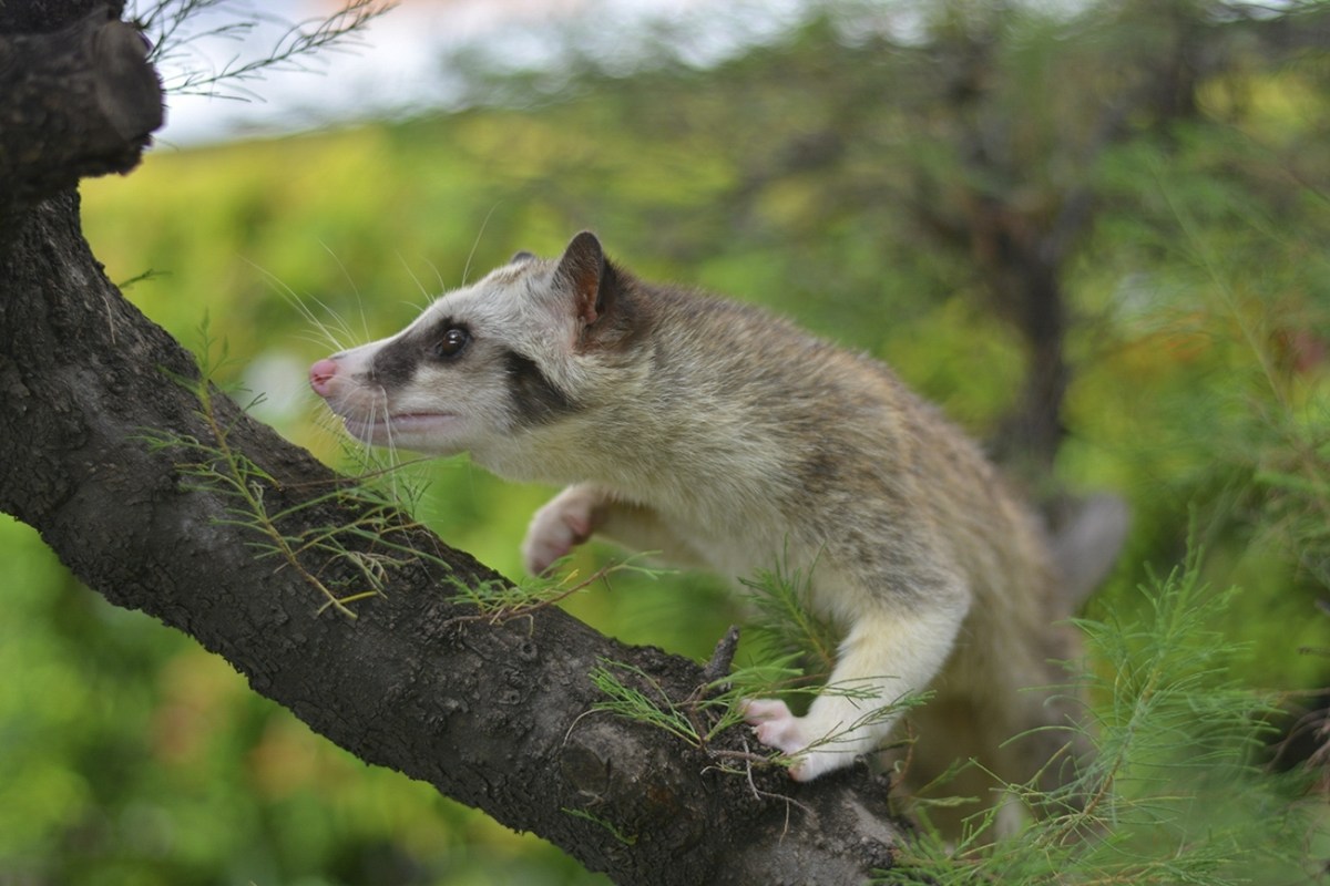 A close up of a civet, a weasel-like animal, climbing a tree.