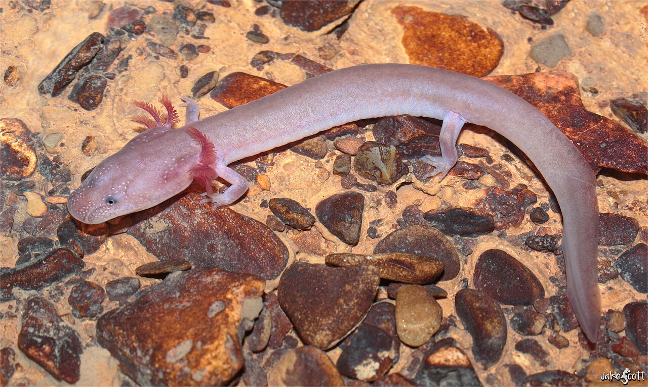 A wide shot of a cave salamander against pebbles. The salamander is pink with feathery gills.
