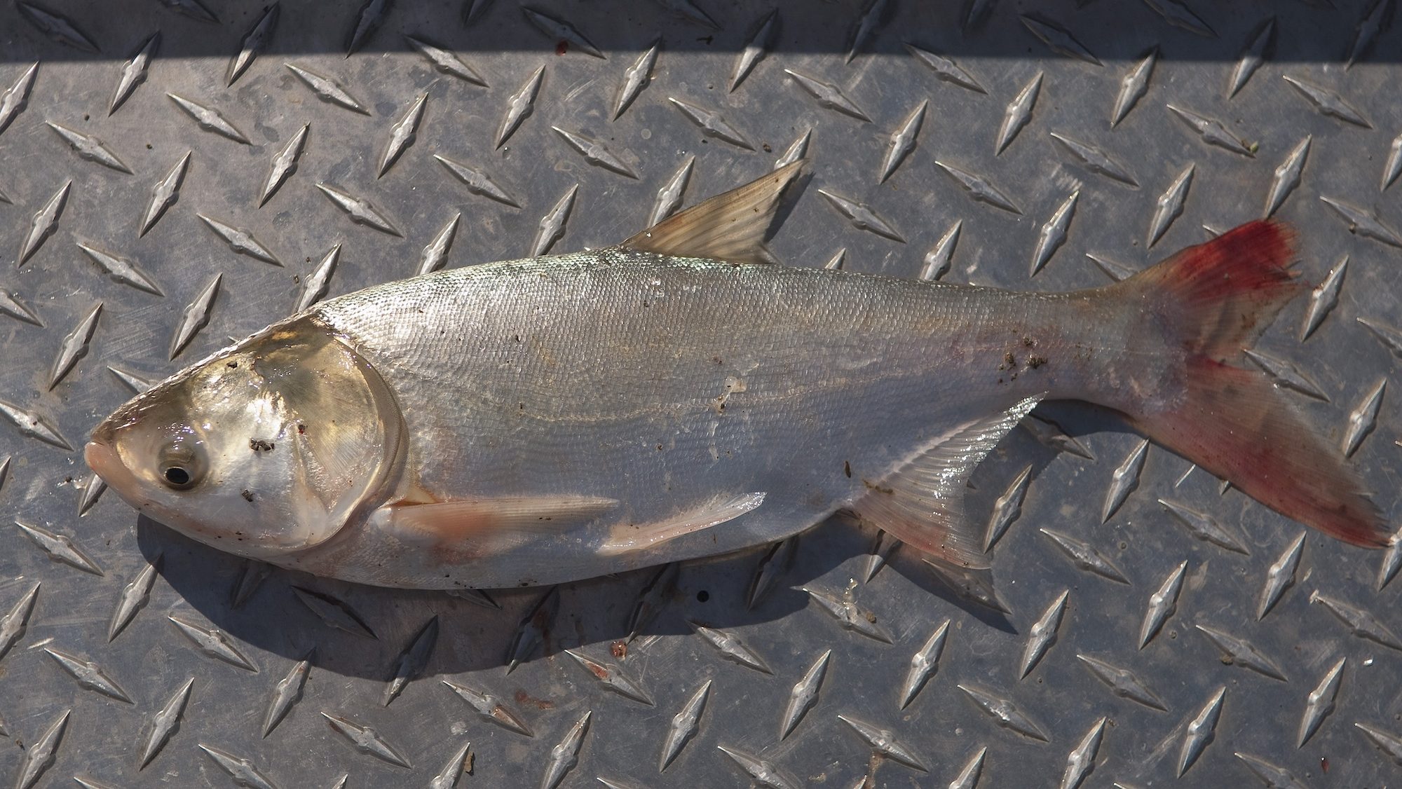 A silvery fish with red fins lies in the bottom of a boat. 