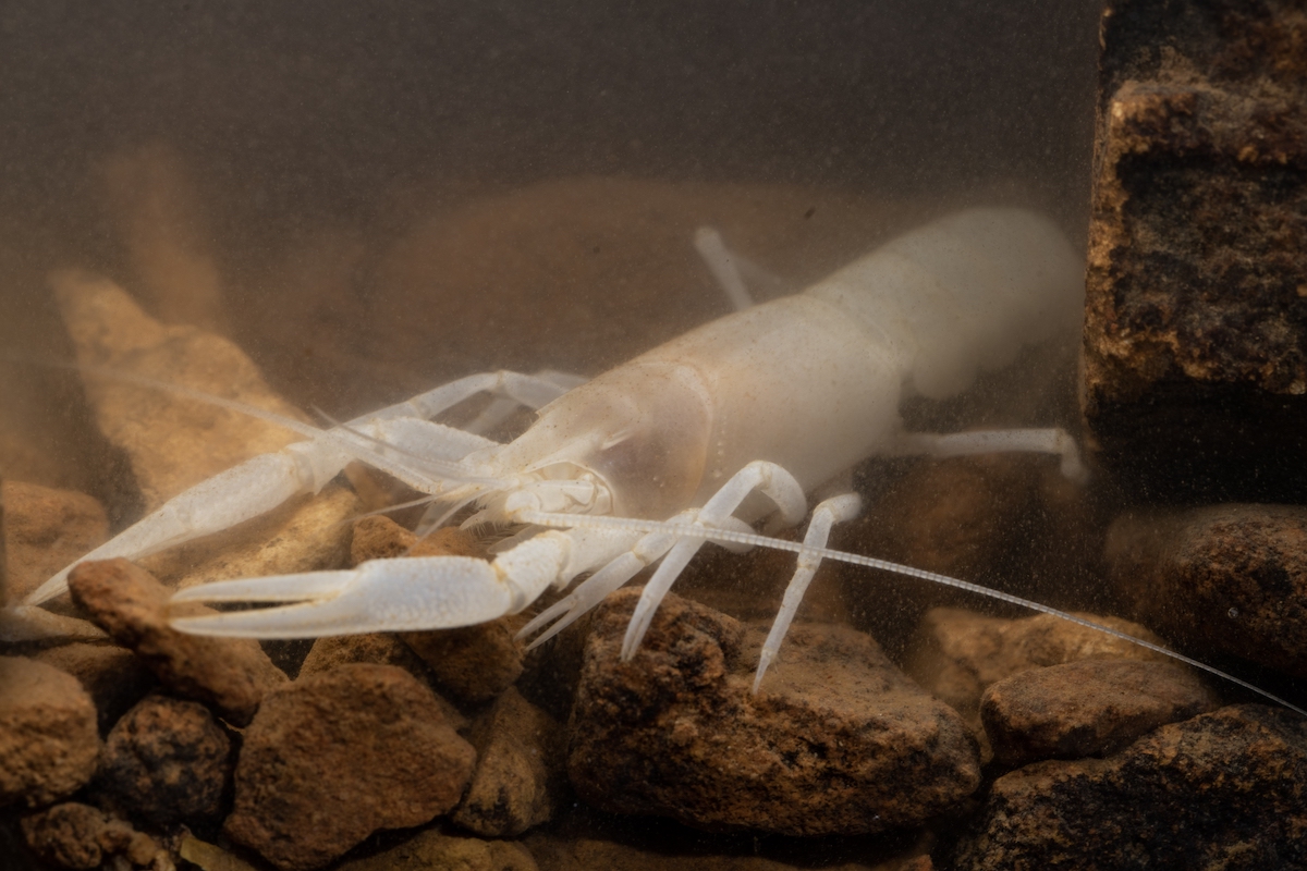 A very small, transparent shrimp photographed with a micro lens.