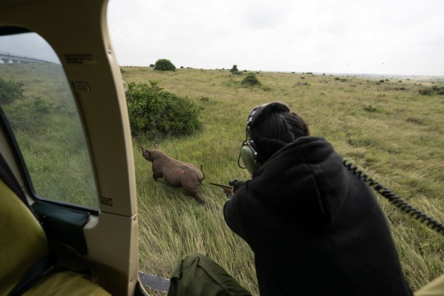 A person facing away from the camera leans out the window of a helicopter with a dart-gun aimed at a running rhinoceros.