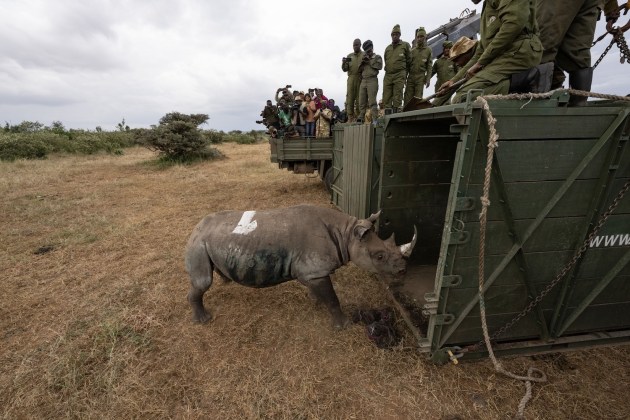 Large groups of people stand on top of green wooden crates, watching a rhino with a while paint splotch on it's rump. 