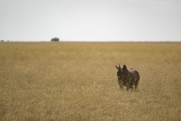 A rhino stands in a grassland.