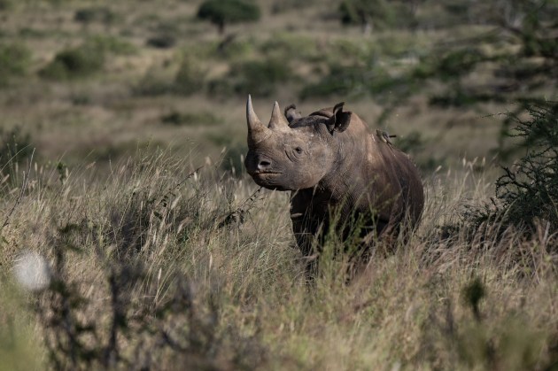 A close up of a rhino amid grass and vegetation 