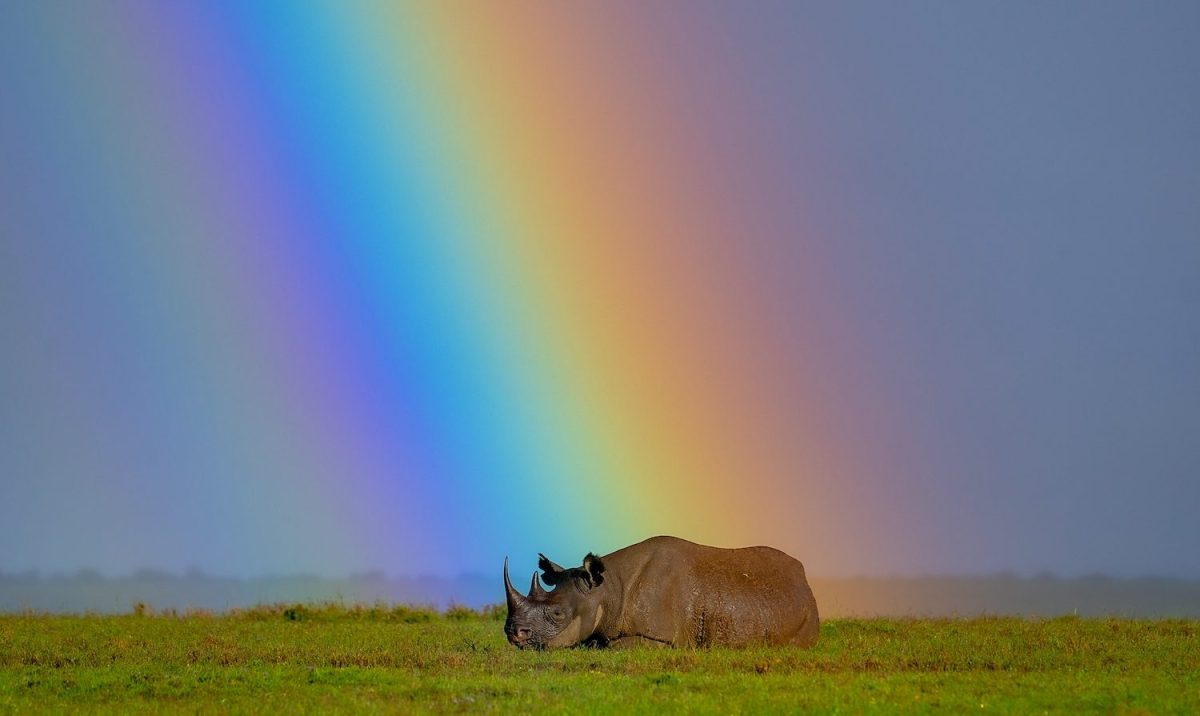 A rhino stands on an open grassland with a rainbow in the background. The rainbow touches earth directly behind the rhino.