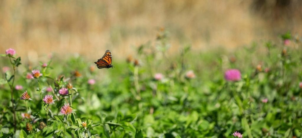 A vibrant monarch butterfly hovers over a field of blooming pink flowers with a blurred natural background