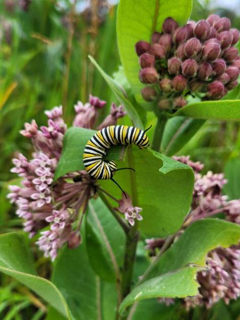 Black, white and yellow striped caterpillar with black antennae munching on the edge of a bright green milkweed leaf.