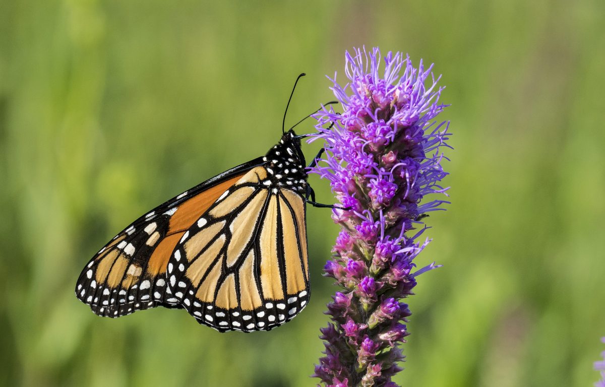 Butterfly with orange and black wings with white dots on its body and at the tips of its wings on a flower with thin lavender-colored petals.
