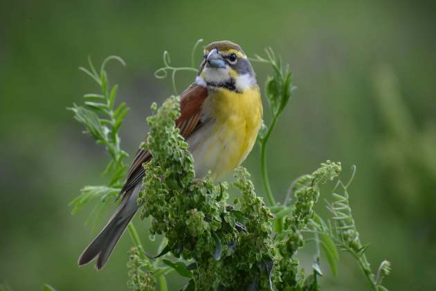 Grey, black, yellow and brown bird sits on a leafy green plant.