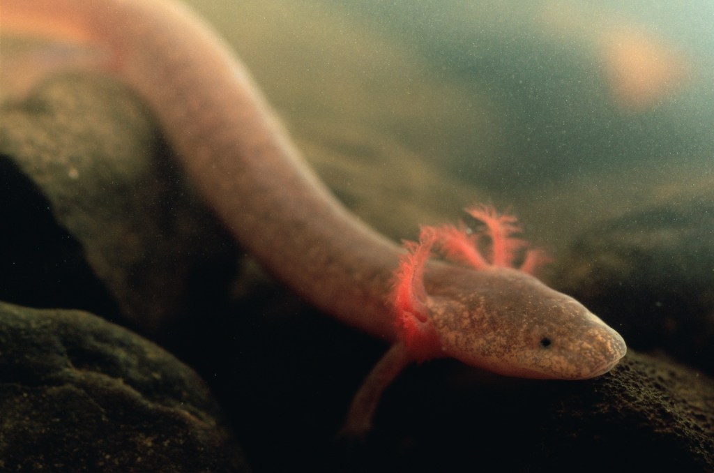 A close up of a salamander. It's a mottled grey pink with feathery gills.