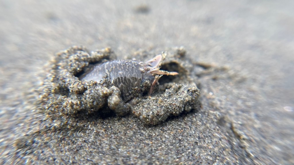 A small beach crustacean, the sand crab, partially submerged in beach sand.