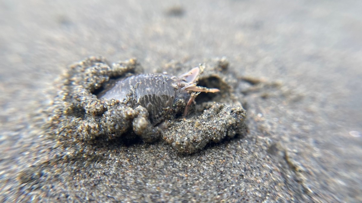 A small beach crustacean, the sand crab, partially submerged in beach sand.