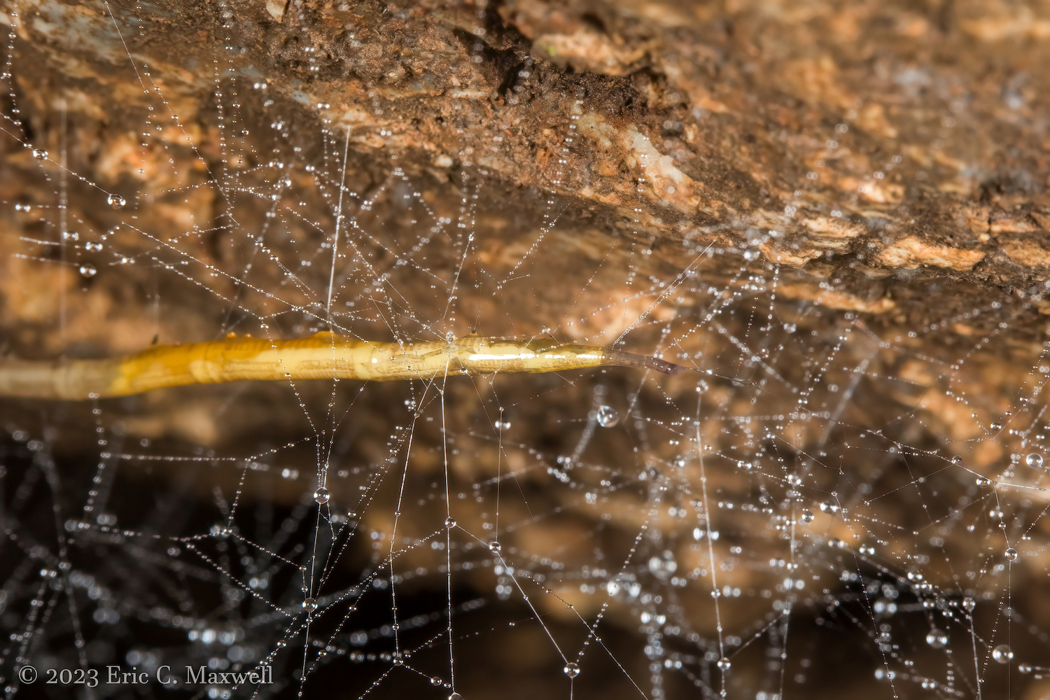 A fly larvae and it's stick webbing.