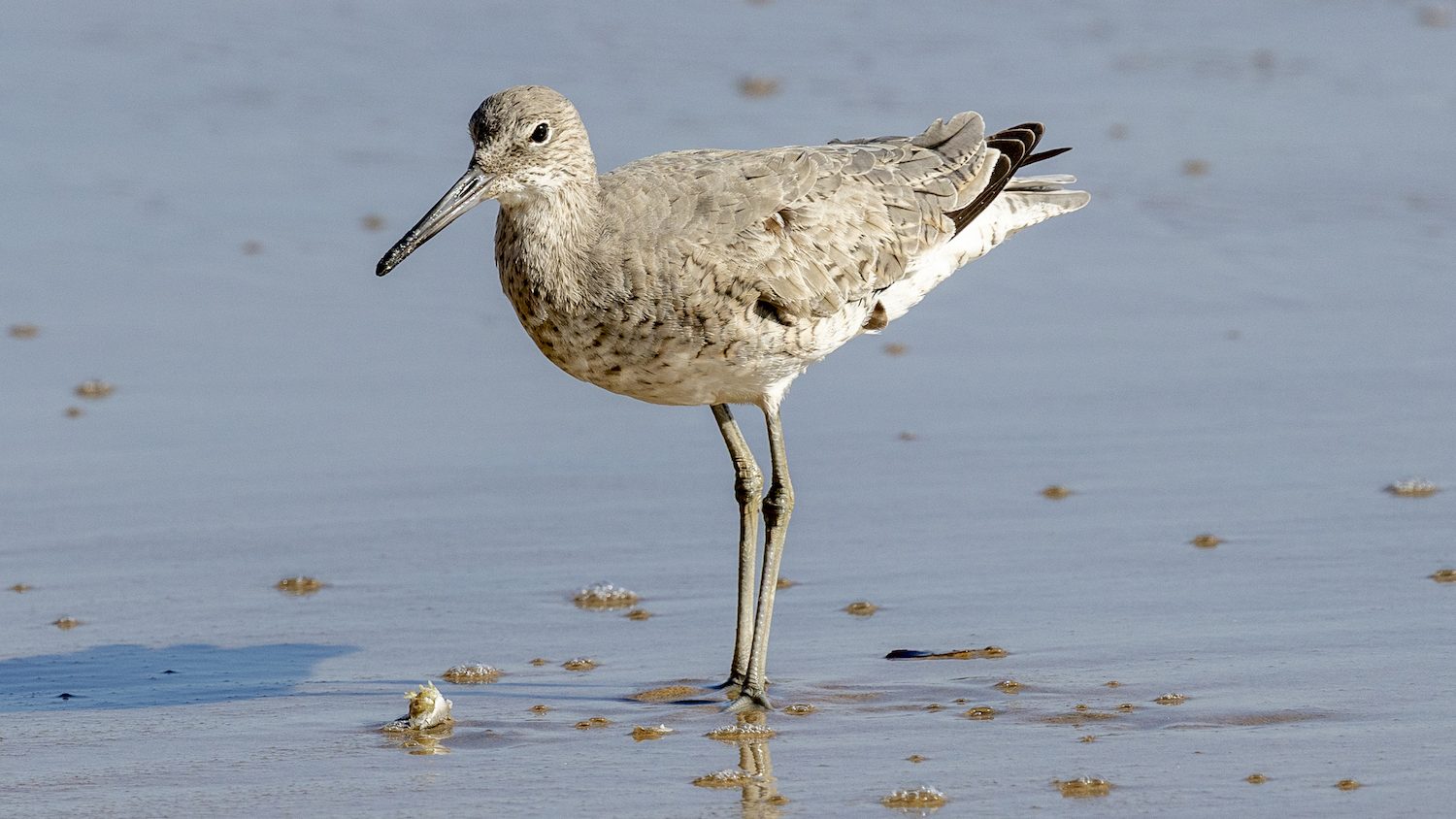 A medium-sized shorebird standing on the beach, poised over a small crustacean. 
