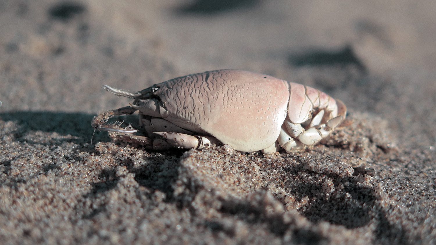 A side view of a mole crab showing texture on it's shell. 