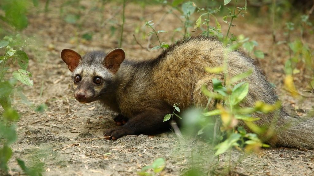 A small weassel-like animal crouched low to the ground, looking at the camera.
