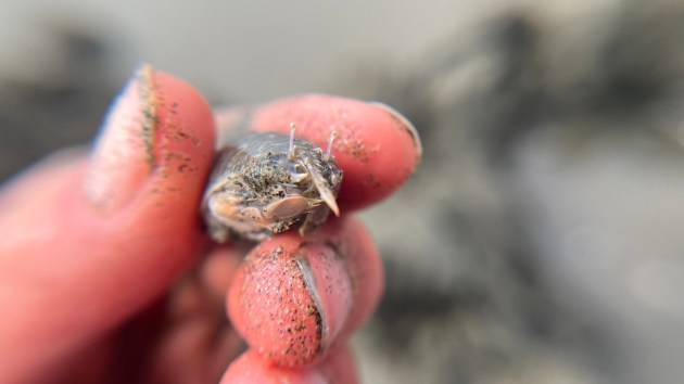 A close up of someone's hands holding a mole crab. 