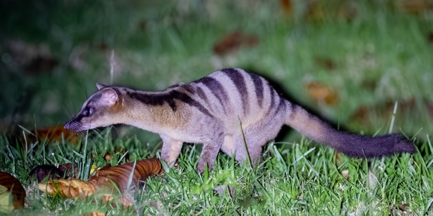 A small, weasel-like animal walking through gras. It has multipe thick brow stripes across it's rump and back. 