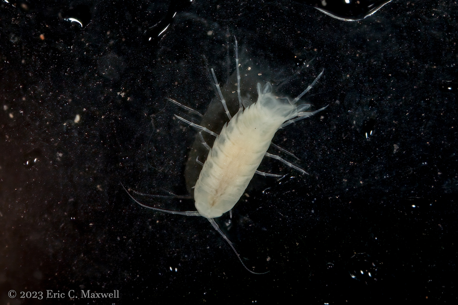 A small, transparent invertebrate floating against a black background.