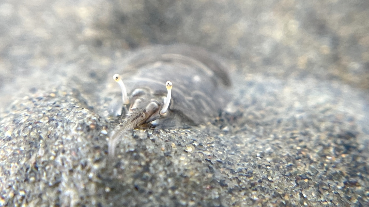 A close up view of a sand crab's antennae.