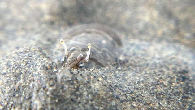 A close up view of a sand crab's antennae.