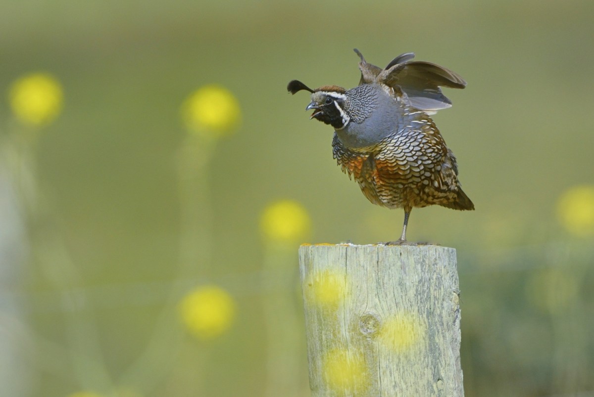 A quail on a fence post with wings outstretched.