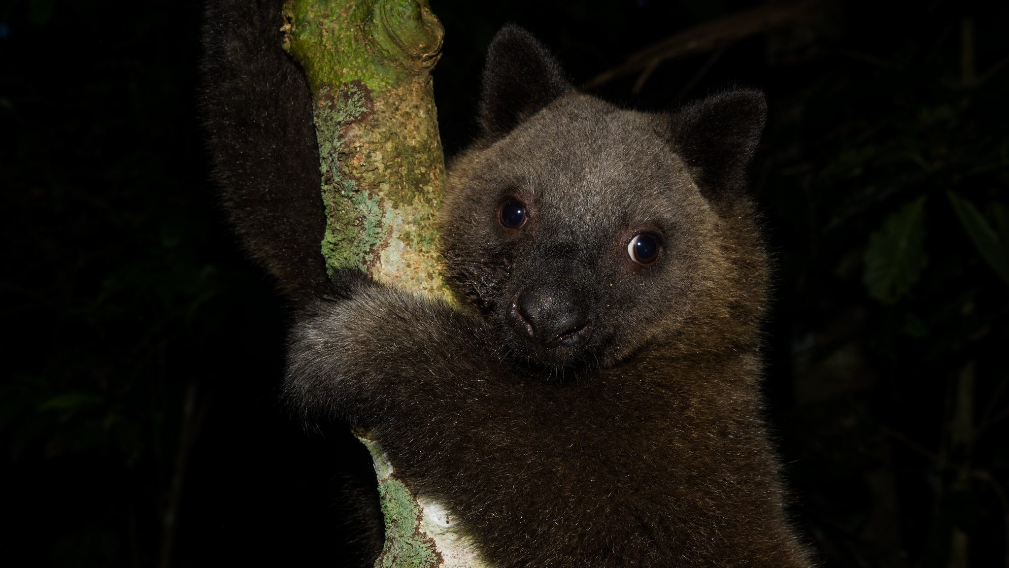 A close up of a tree kangaroo with dark brown fur hugging a branch.