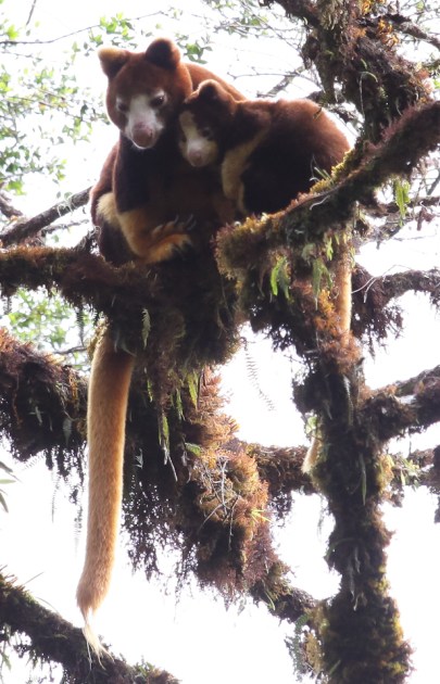 A mother and young tree kangaroo huddle together on a branch