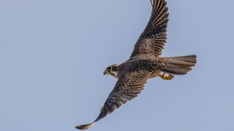 A brown falcon with an eyestripe flying against the sky