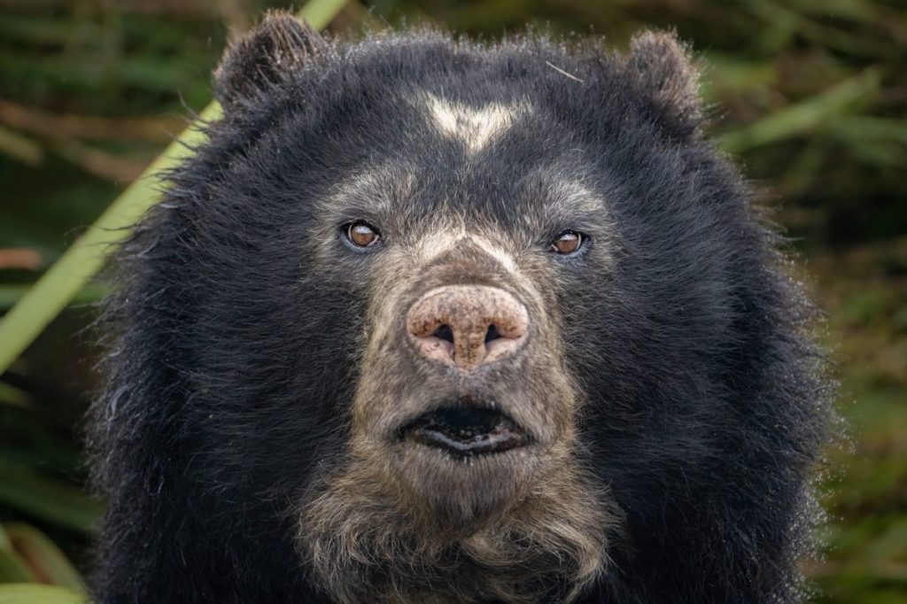 Close up view of the face of an Andean bear with brown-black fur and white marks around his eyes and nose.