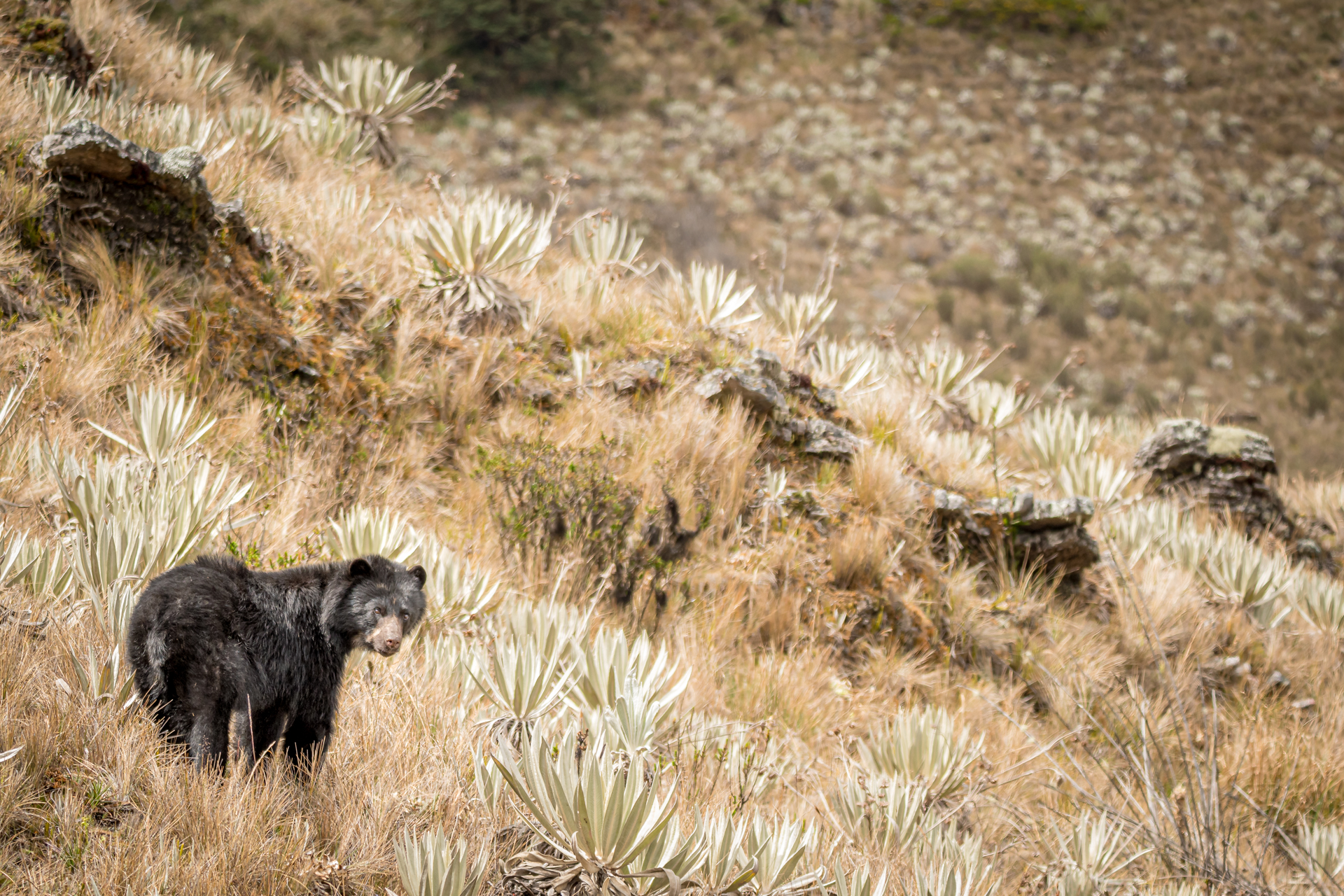An Andean bear stands in the Paramo, a high-altitude ecosystem. The bear is surrounded by tall grasses and distinctive frailejones plants with their thick, succulent leaves. The landscape is rugged with rocky outcrops and a backdrop of more vegetation extending into the distance.