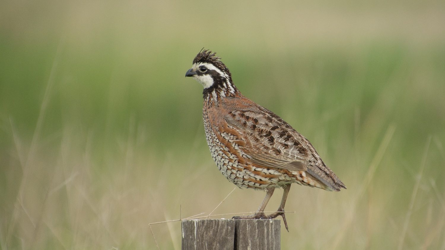 A quail perched on a fence post. It has a bold black-and-white striped face.