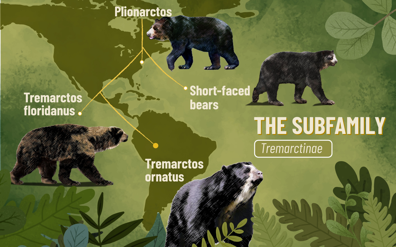 Figure illustrating the line of short-faced bears.