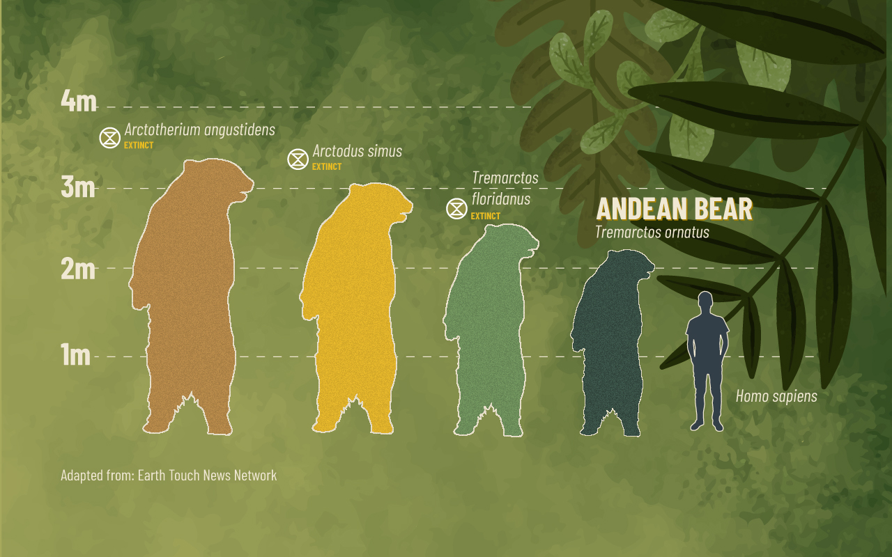 Chart showing the timeline of bear species leading to the Andean bear.