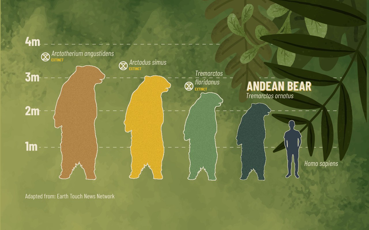 Bear Mutations Meet the Spectacled Bear: South America’s Only Bear - Cool Green Science