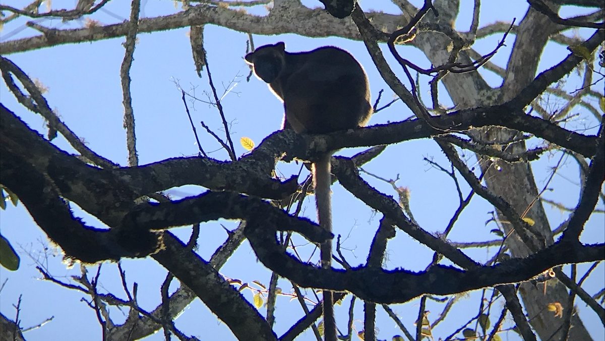 The silhouette of a tree kangaroo, with a long tail hanging down from the branch.