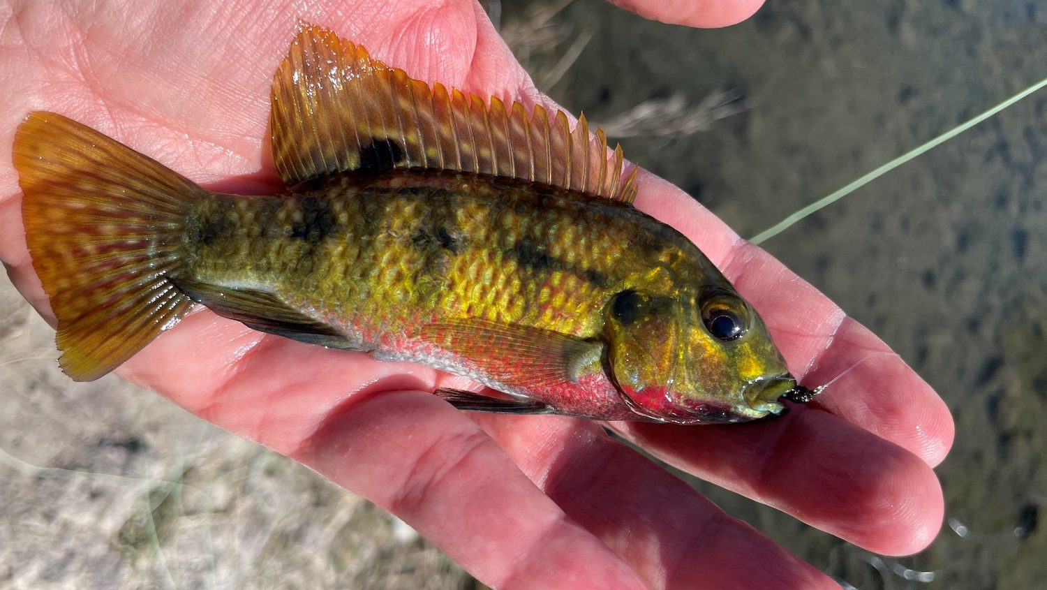 A man's hand holding a small tilapia fish.