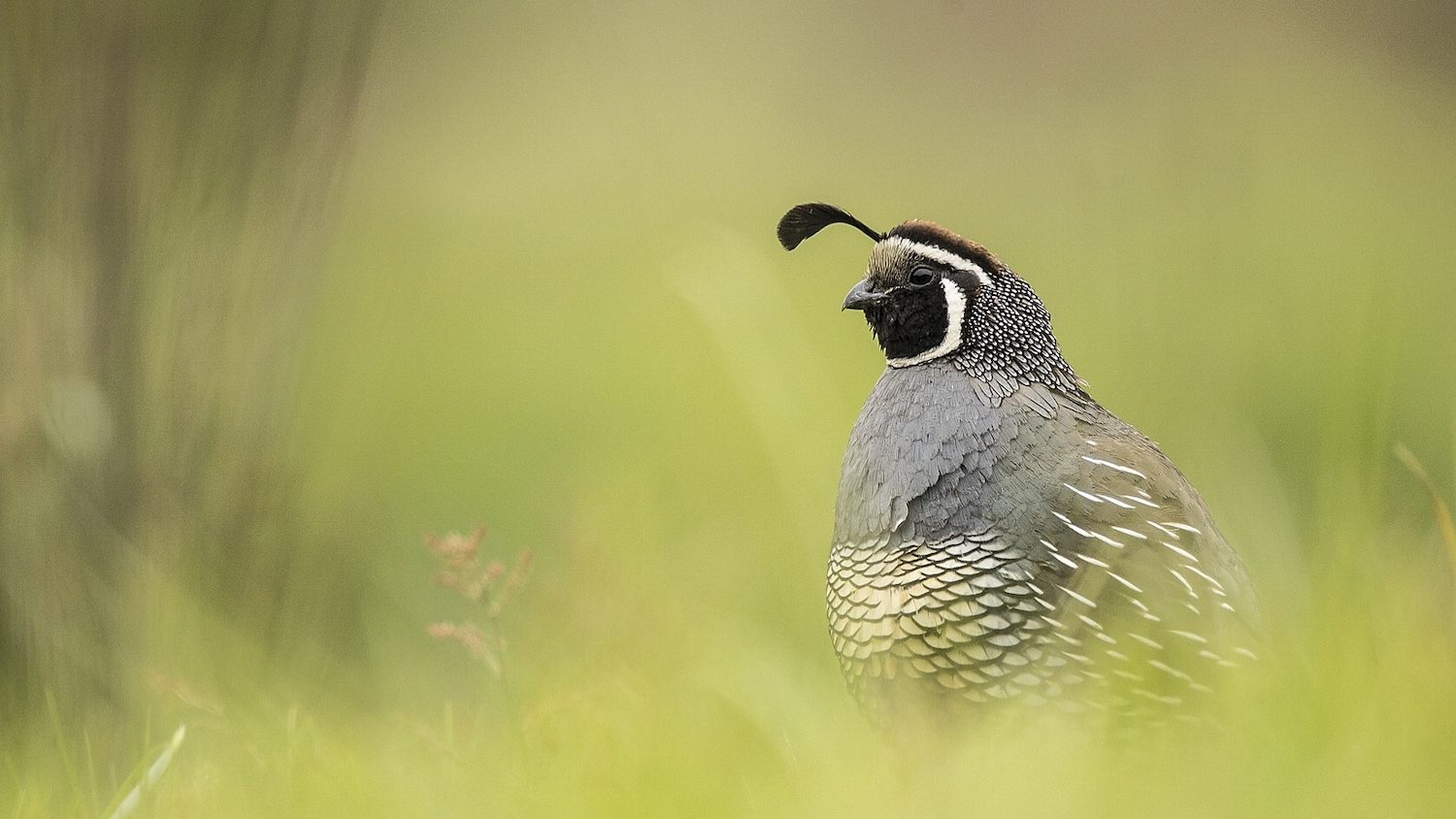 A close up of a quail's head, displaying it's black facial feathers.