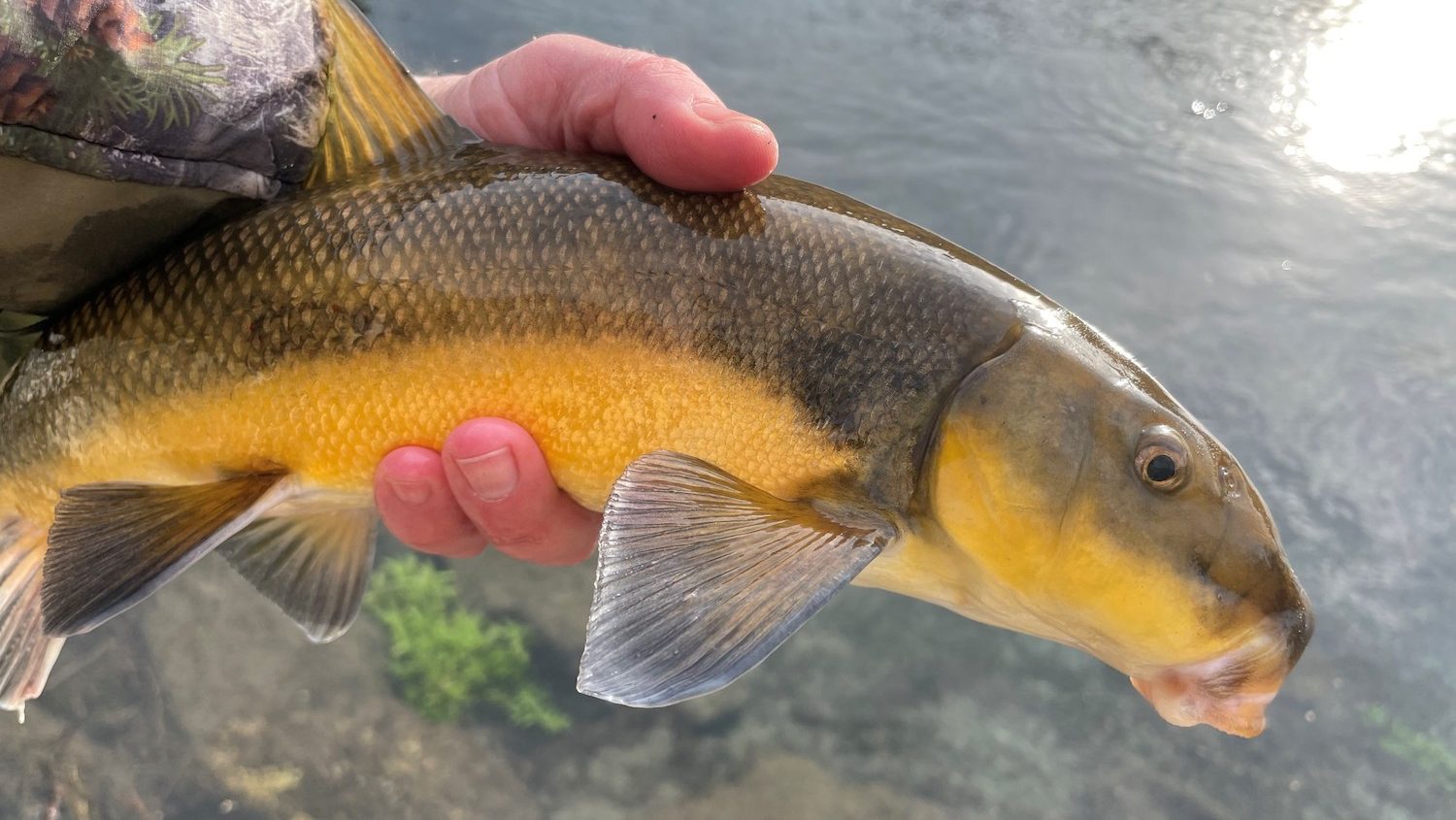 A man's hand holding a large fish with an unusual mouth and a lemon-yellow belly.