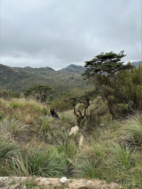 Female Andean bear watching from the edge of an unpaved road. She is surrounded by green vegetation and mountains are visible in the background.