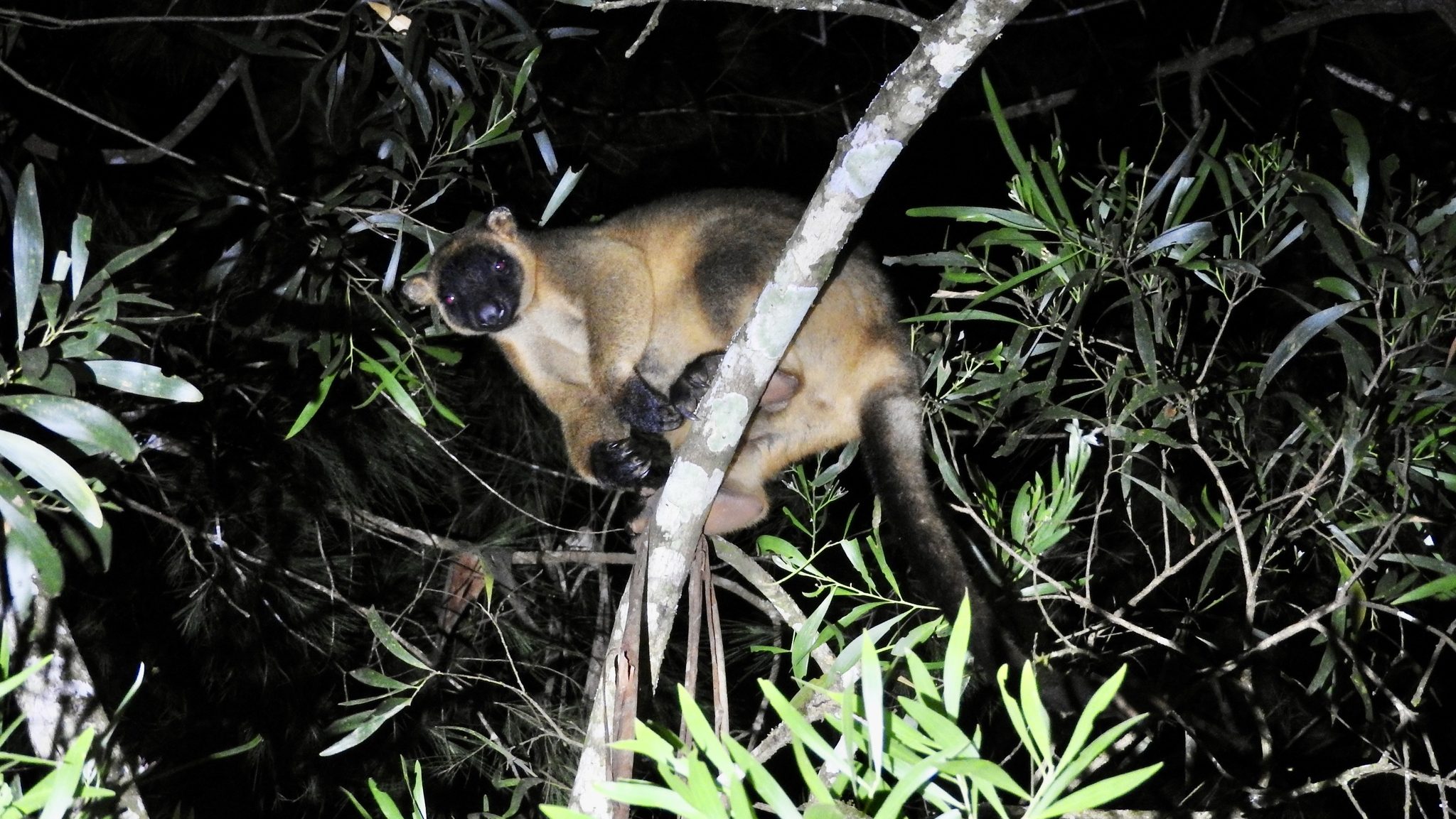 A tree kangaroo perched high in the canopy. The photo is taken at night using a bright flashlight.