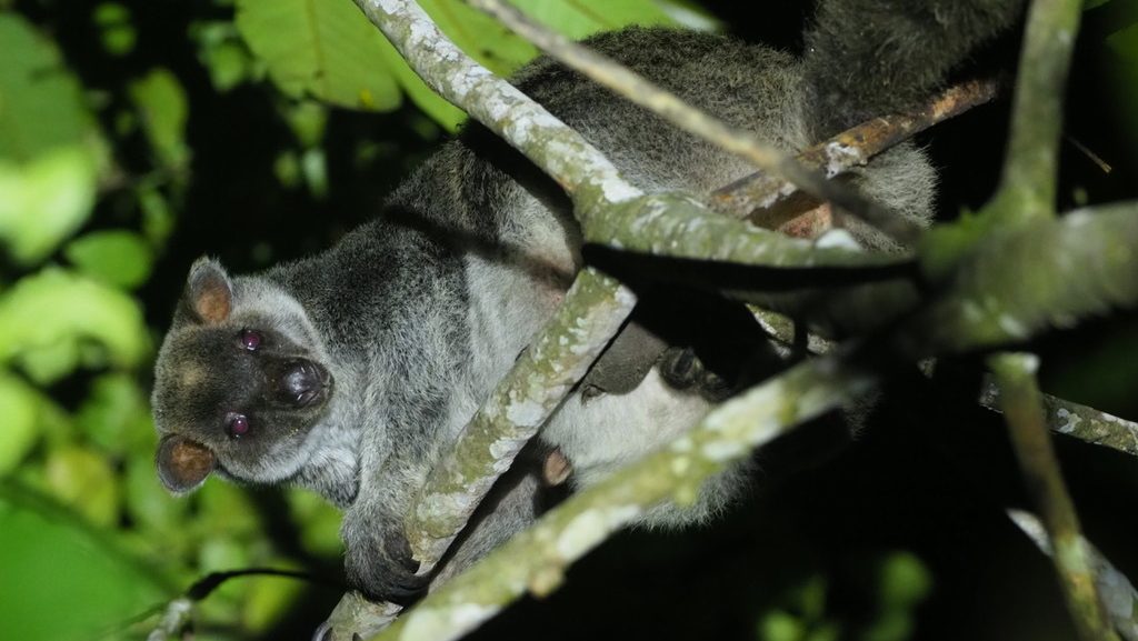 A tree kangaroo with a thick grey coat peers down at the camera. There are leaves and branches in the background.