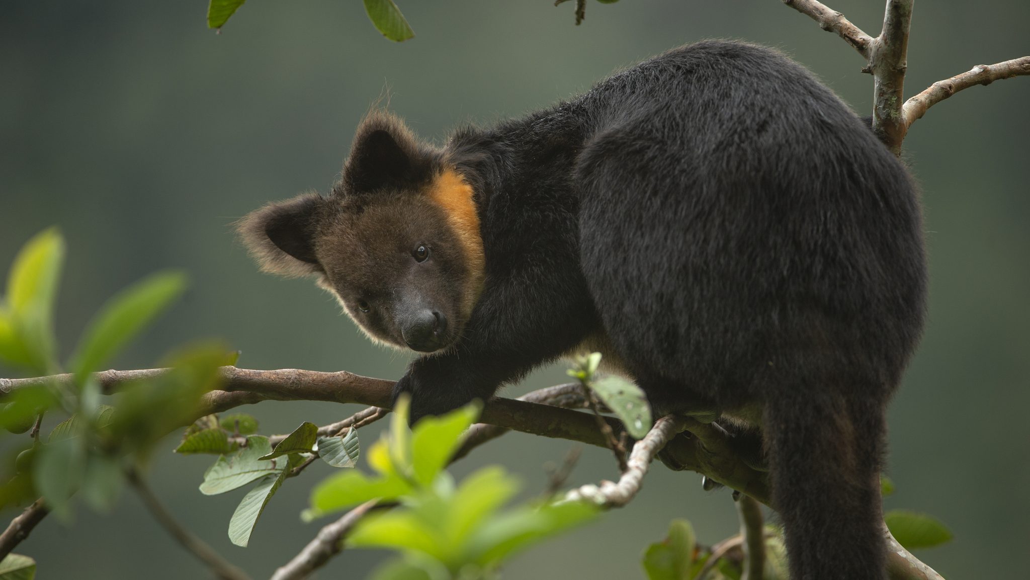 A dark tree-kangaroo with an orange nape perched low on a branch.