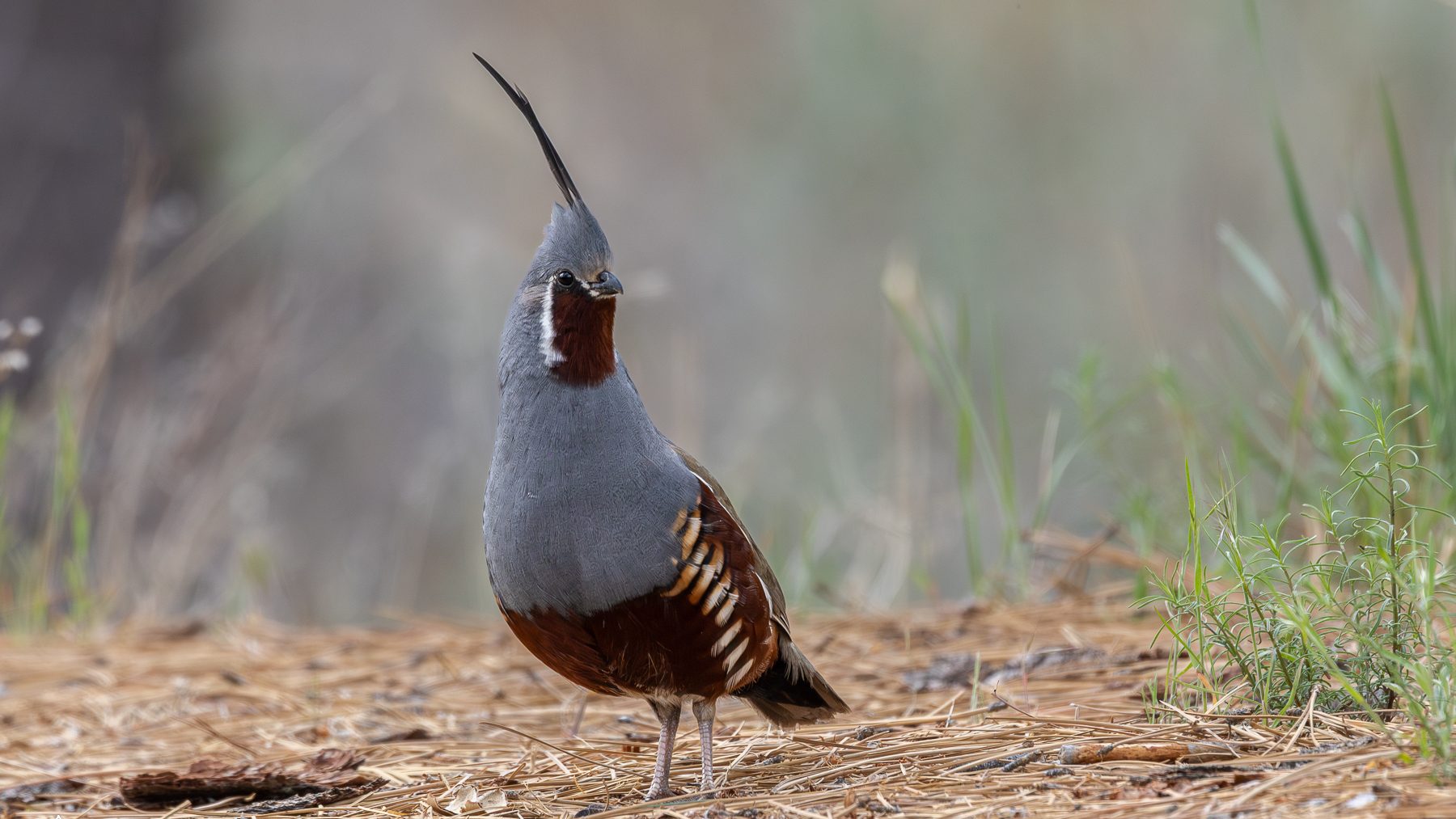 A small grey and brown quail with a prominent head feather.