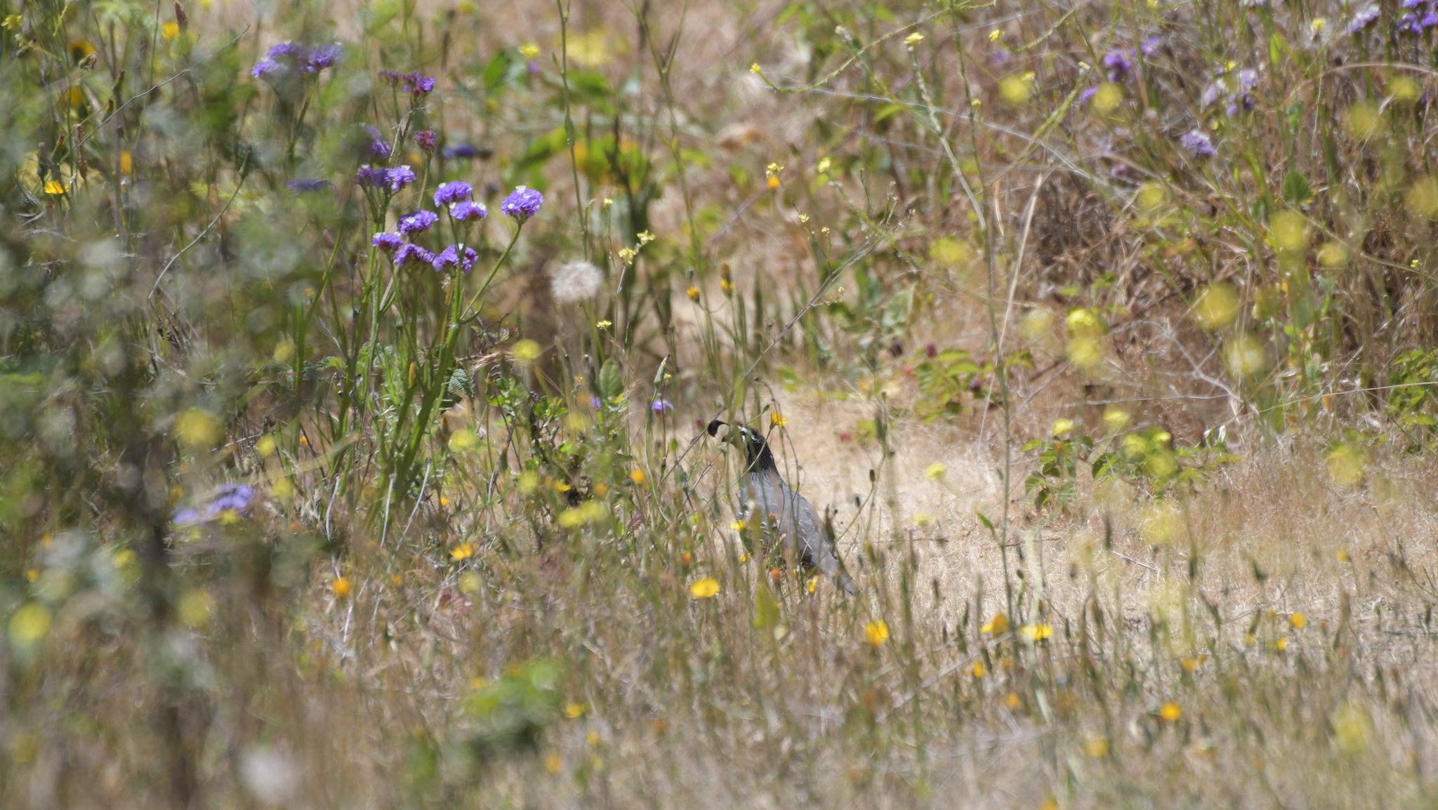 A quail hidden amid the wildflowers.